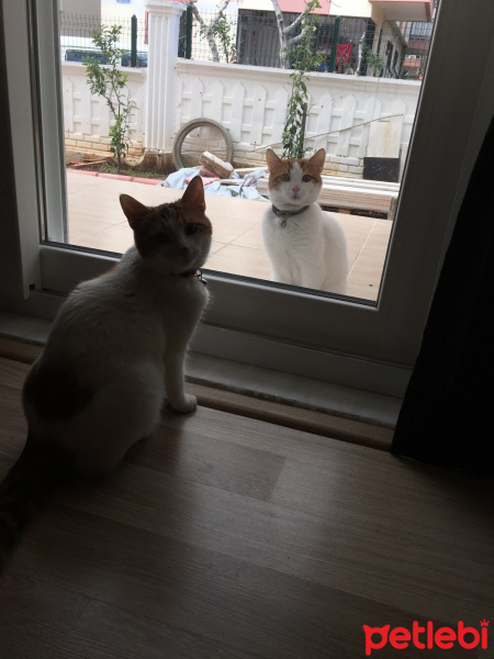 Tekir Kedi, Kedi  Mia fotoğrafı