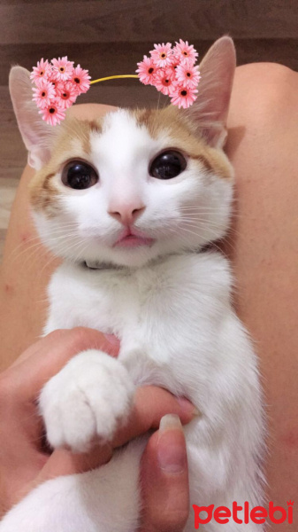 Tekir Kedi, Kedi  Çakıl fotoğrafı