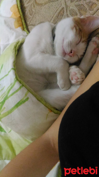 Tekir Kedi, Kedi  Çakıl fotoğrafı