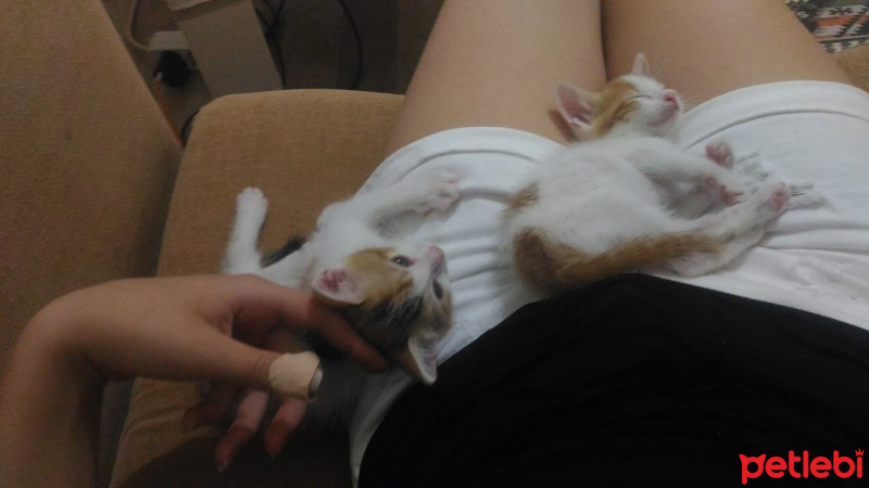 Tekir Kedi, Kedi  Çakıl fotoğrafı