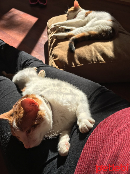 Tekir Kedi, Kedi  Çakıl fotoğrafı