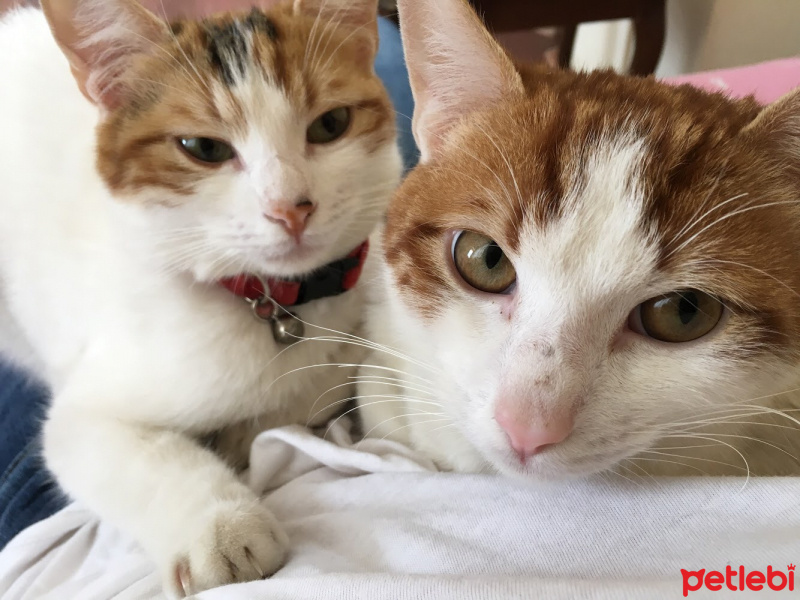 Tekir Kedi, Kedi  Çakıl fotoğrafı