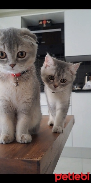 British Shorthair, Kedi  DumaN fotoğrafı