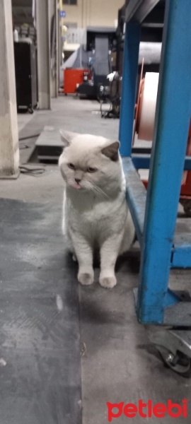 British Shorthair, Kedi  Paşa fotoğrafı
