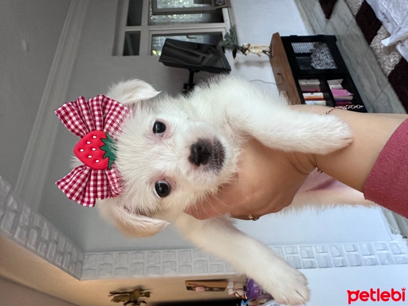 Maltese, Köpek  Shiba fotoğrafı