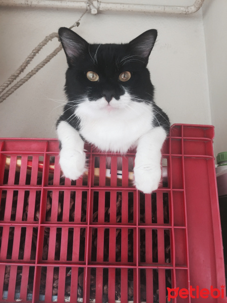 Tuxedo (Smokin) Kedi, Kedi   Ceviz fotoğrafı