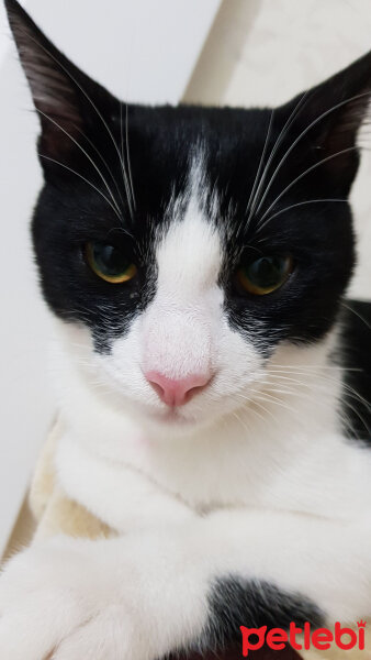 Tuxedo (Smokin) Kedi, Kedi  Mia fotoğrafı