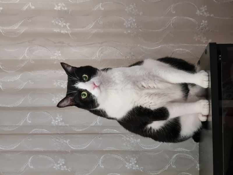 Tuxedo (Smokin) Kedi, Kedi  Mia fotoğrafı