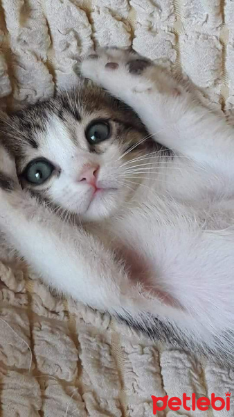 Tekir Kedi, Kedi  Miya fotoğrafı