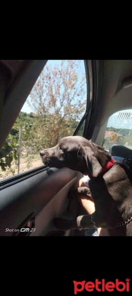 Cane Corso Italiano, Köpek  Rozi fotoğrafı