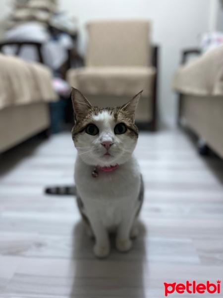 Tekir Kedi, Kedi  Ayşe fotoğrafı