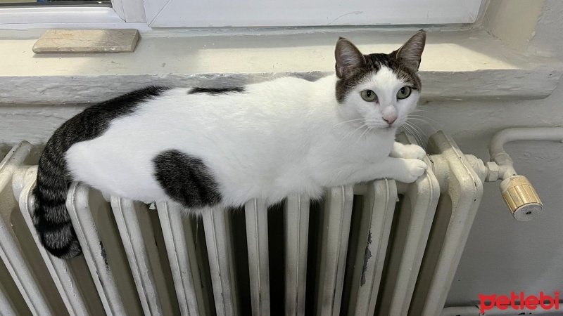 Tekir Kedi, Kedi  Pamuk fotoğrafı
