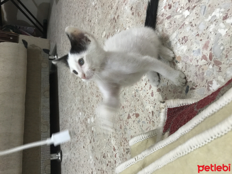 Tekir Kedi, Kedi  Arthur fotoğrafı