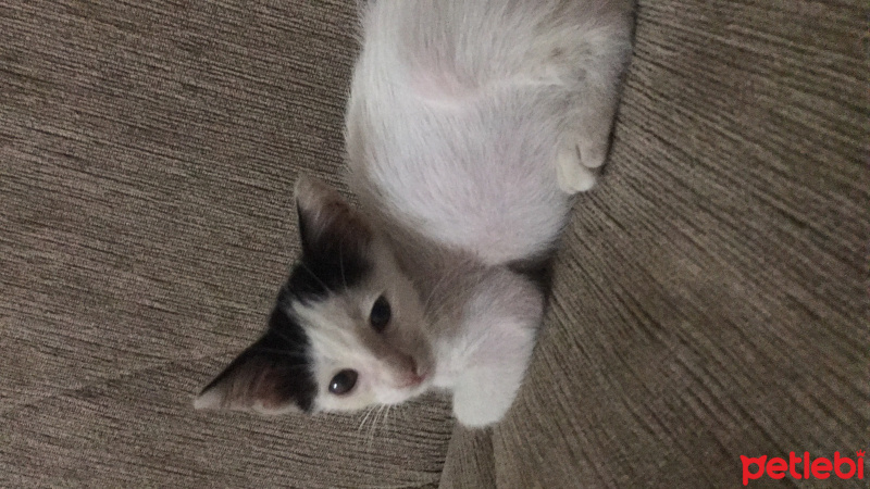 Tekir Kedi, Kedi  Arthur fotoğrafı