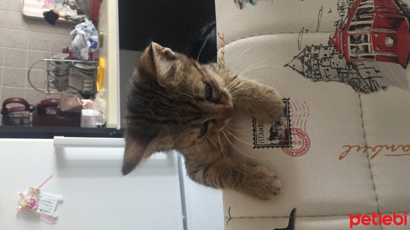 Tekir Kedi, Kedi  Şeker fotoğrafı