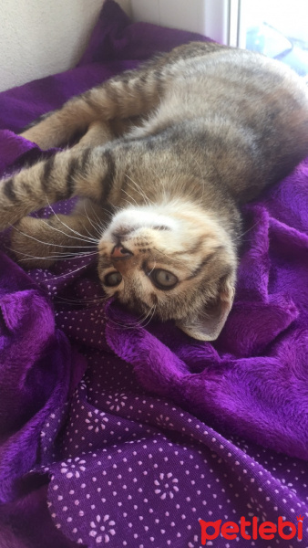 Tekir Kedi, Kedi  Şeker fotoğrafı