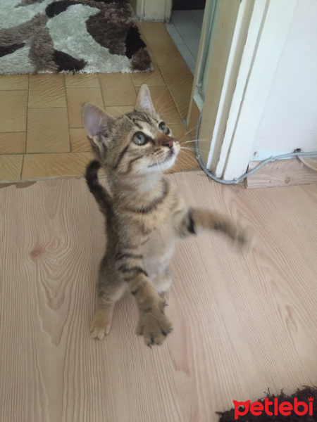 Tekir Kedi, Kedi  Şeker fotoğrafı