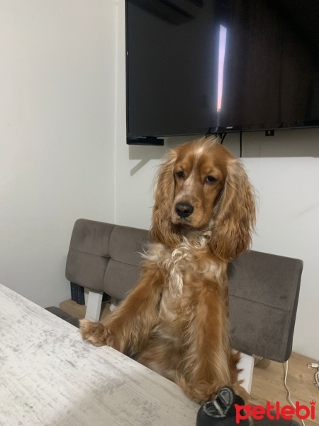İngiliz Cocker Spaniel, Köpek  Goofy fotoğrafı