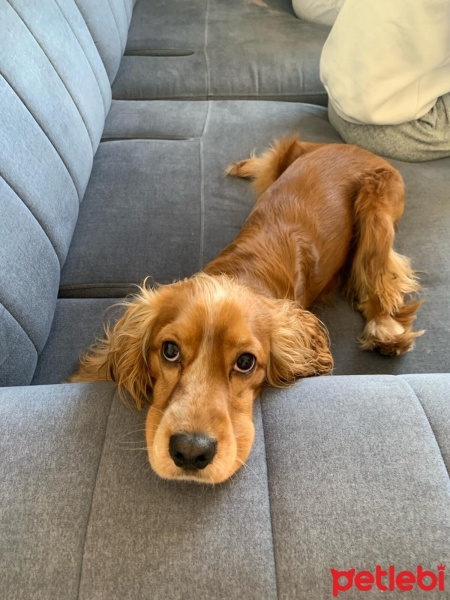 İngiliz Cocker Spaniel, Köpek  Goofy fotoğrafı