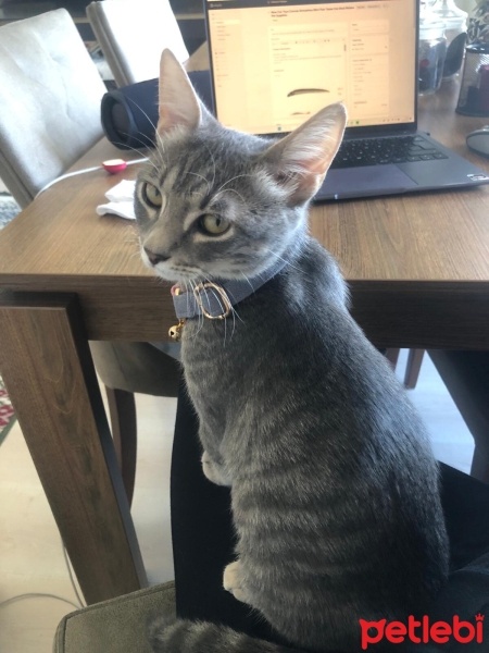 Tekir Kedi, Kedi  Grey fotoğrafı