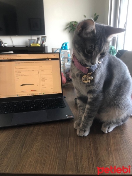 Tekir Kedi, Kedi  Grey fotoğrafı