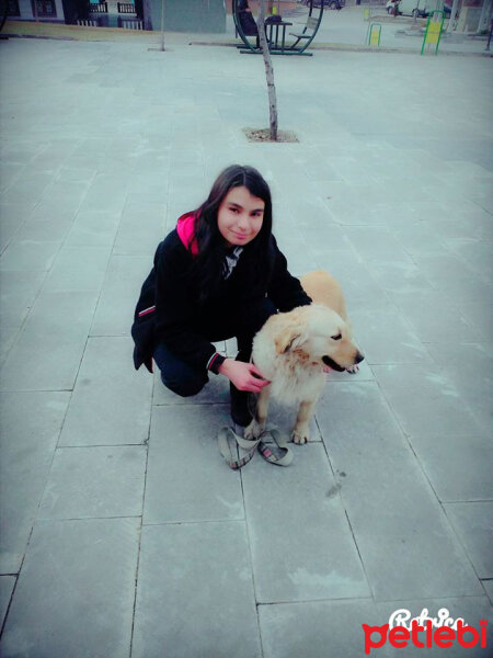 Golden Retriever, Köpek  linda fotoğrafı