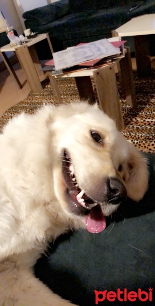 Golden Retriever, Köpek  Ares fotoğrafı