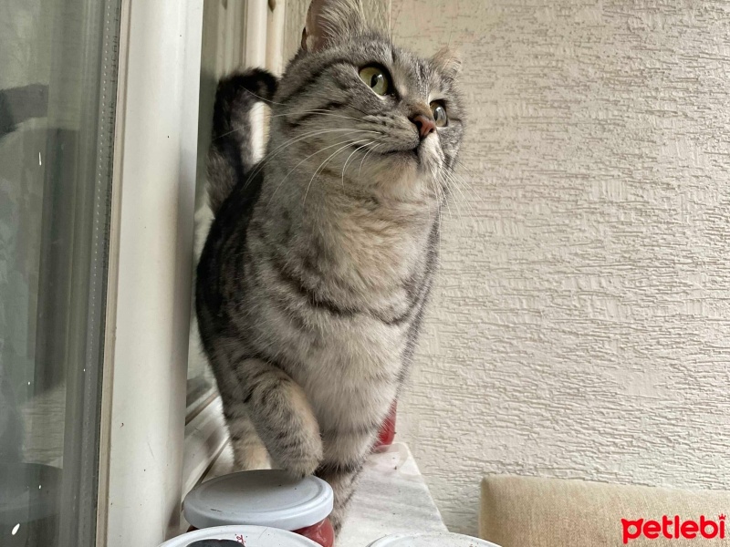 Tekir Kedi, Kedi  Gümüş fotoğrafı