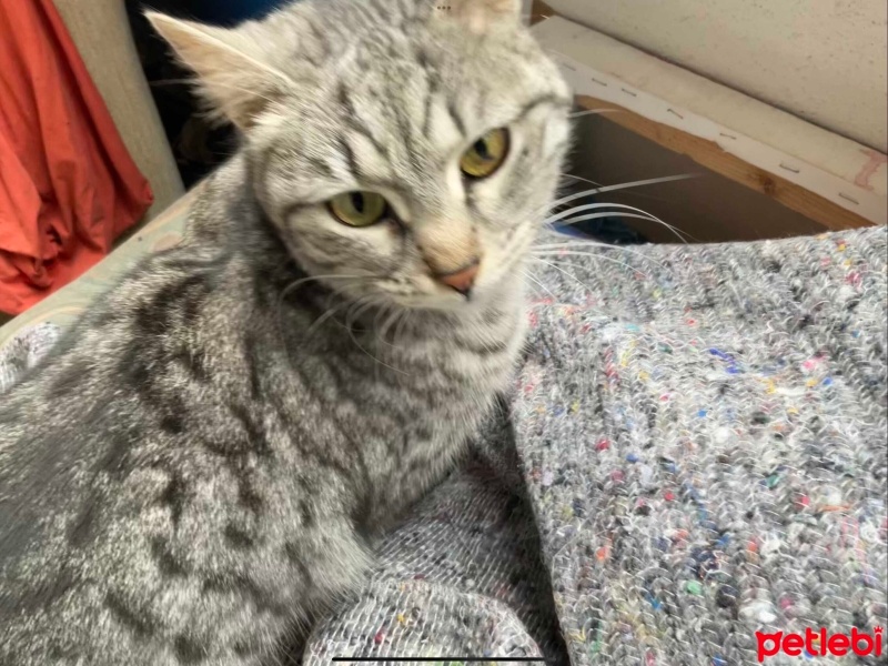 Tekir Kedi, Kedi  Gümüş fotoğrafı