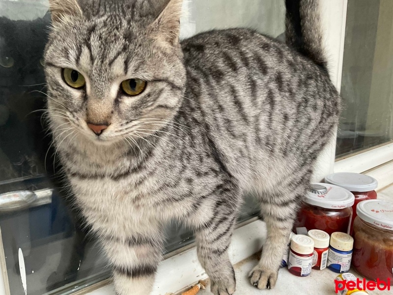 Tekir Kedi, Kedi  Gümüş fotoğrafı