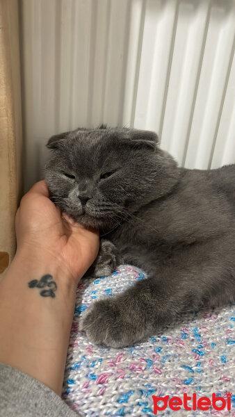 Scottish Fold, Kedi  Odi fotoğrafı