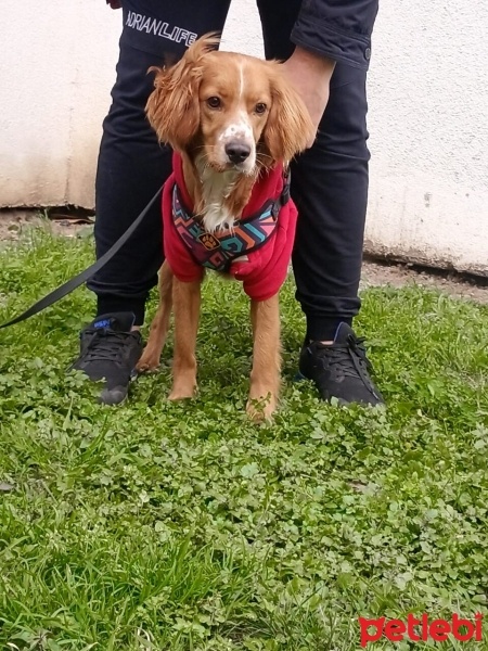 Amerikan Cocker Spaniel, Köpek  .. fotoğrafı