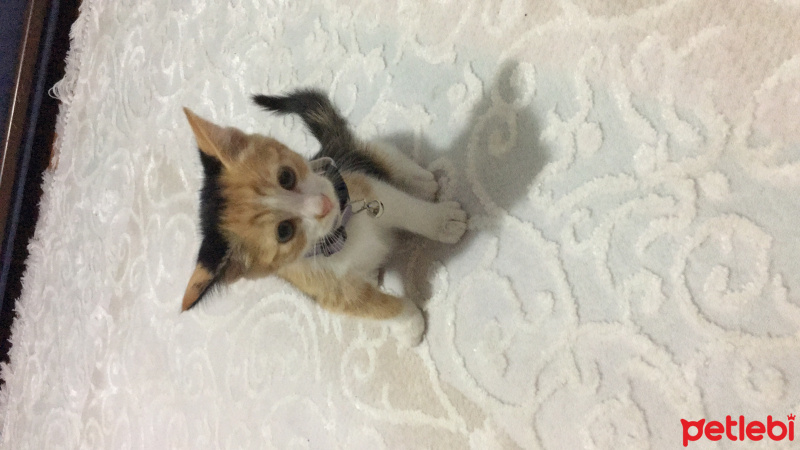 Tekir Kedi, Kedi  Jülide fotoğrafı