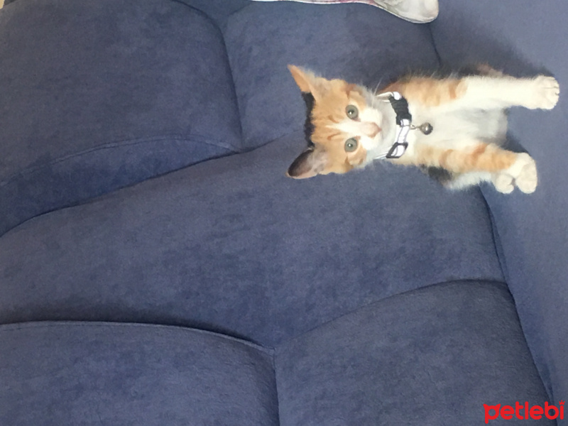 Tekir Kedi, Kedi  Jülide fotoğrafı