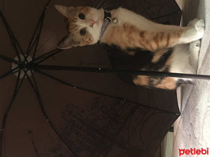 Tekir Kedi, Kedi  Jülide fotoğrafı