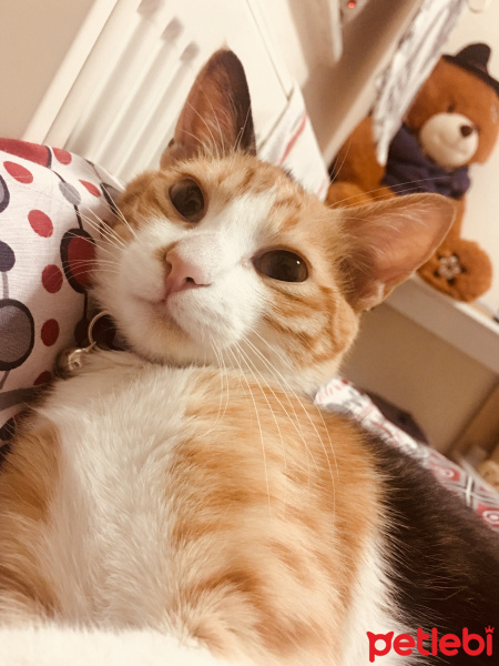 Tekir Kedi, Kedi  Jülide fotoğrafı