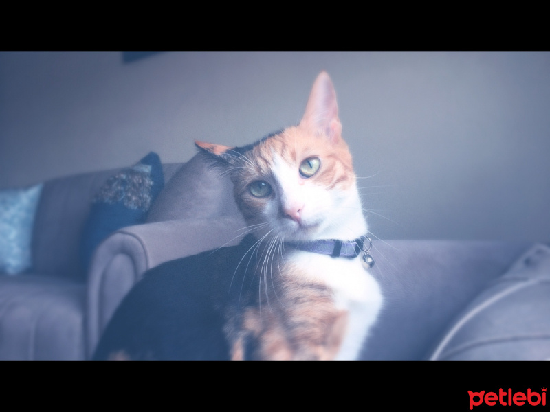 Tekir Kedi, Kedi  Jülide fotoğrafı