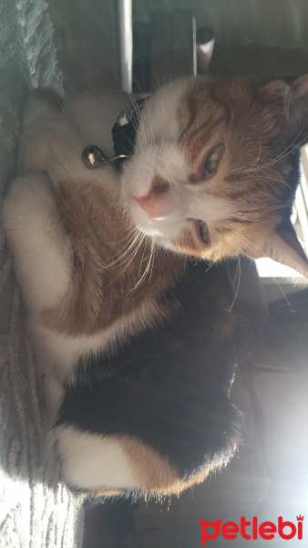 Tekir Kedi, Kedi  Jülide fotoğrafı