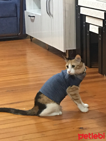 Tekir Kedi, Kedi  Jülide fotoğrafı