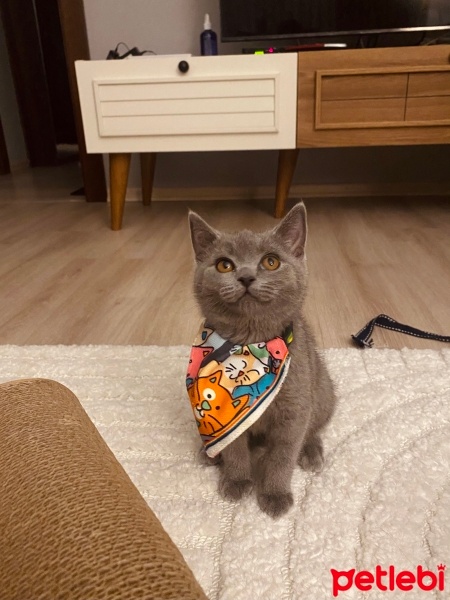 British Shorthair, Kedi  Sushi fotoğrafı
