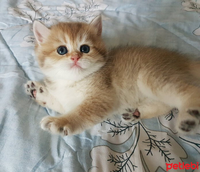 British Shorthair, Kedi  Yudum fotoğrafı