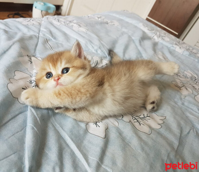 British Shorthair, Kedi  Yudum fotoğrafı