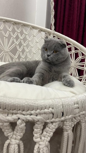 British Shorthair, Kedi  DUMAN fotoğrafı