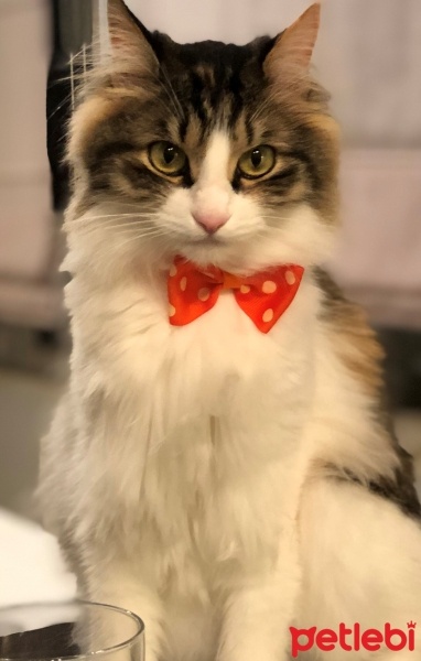 Norwegian Forest, Kedi  Bihter fotoğrafı