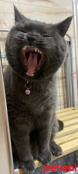 British Shorthair, Kedi  MISHA fotoğrafı