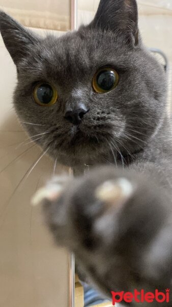 British Shorthair, Kedi  MISHA fotoğrafı