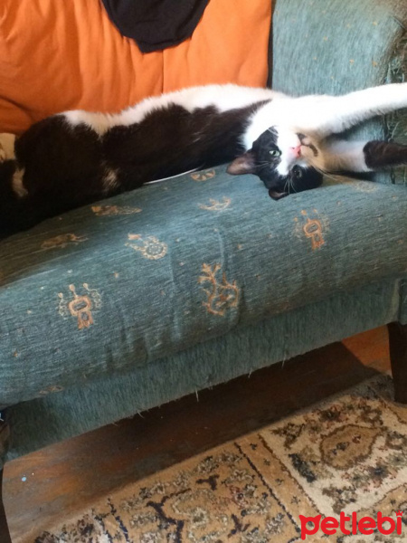 Tuxedo (Smokin) Kedi, Kedi  Batman fotoğrafı