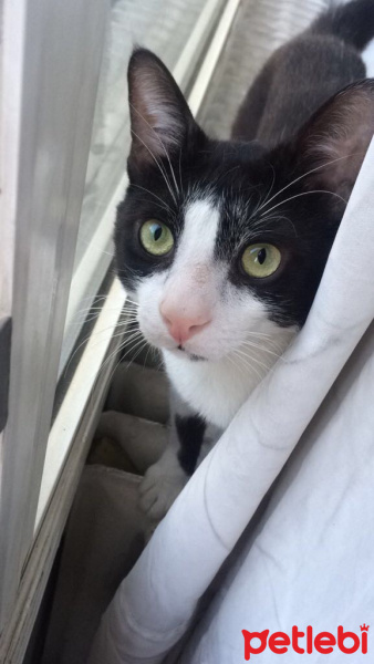 Tuxedo (Smokin) Kedi, Kedi  Batman fotoğrafı
