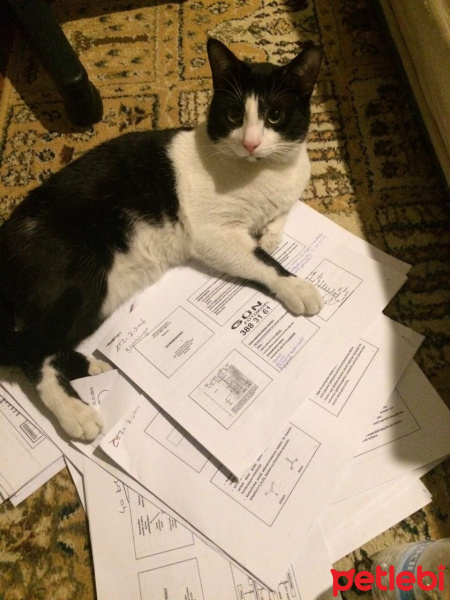Tuxedo (Smokin) Kedi, Kedi  Batman fotoğrafı