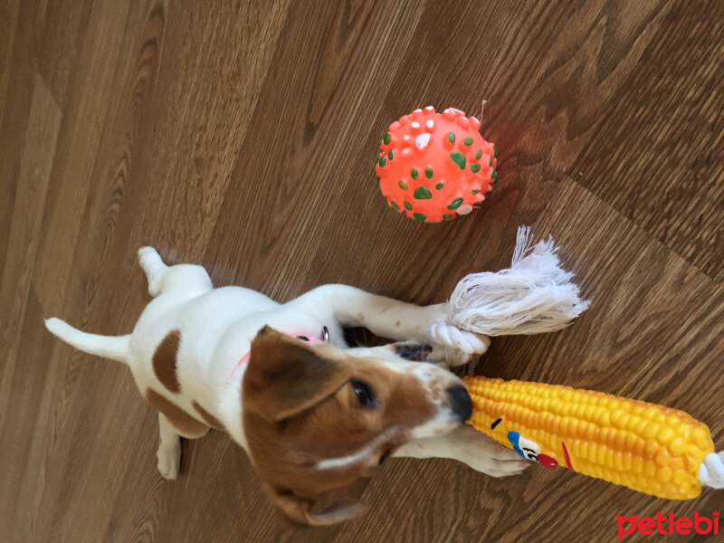 Jack Russell Terrier, Köpek  Şeker fotoğrafı